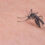 Ιός Δυτικού Νείλου – ΕΟΔΥ: Πώς να προφυλαχθείτε από τα κουνούπια – Αναλυτικά οι οδηγίες