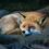 Κτηνωδία στην Κεφαλονιά: Σταύρωσε και κρέμασε αλεπού σε δέντρο