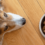 Οι πιο συχνοί μύθοι για την διατροφή του σκύλου